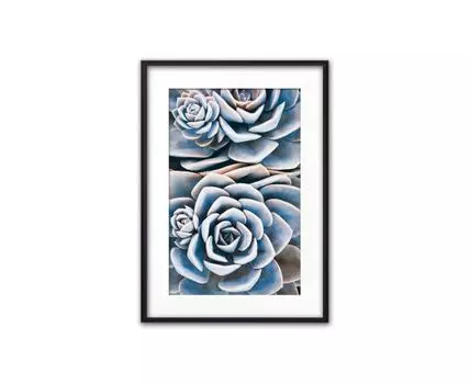 Постер в рамке Голубой суккулент 40х60 см (Голубой, 60)