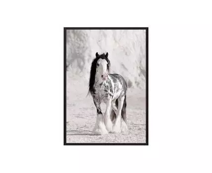 Постер в рамке Ирландская лошадь 50х70 см (белый, черный, 70)