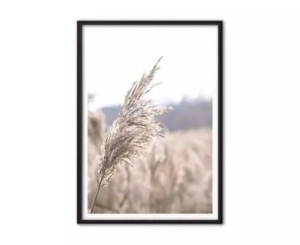 Постер в рамке Камыш