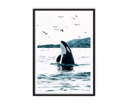 Постер в рамке Косатка