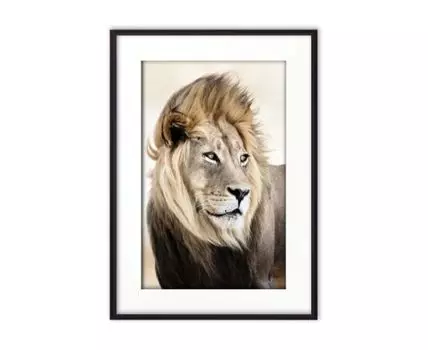 Постер в рамке Лев Сафари 3