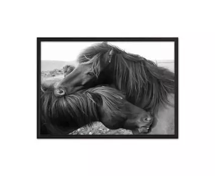 Постер в рамке Лошади Исландии 21х30 см (белый, черный, 30)