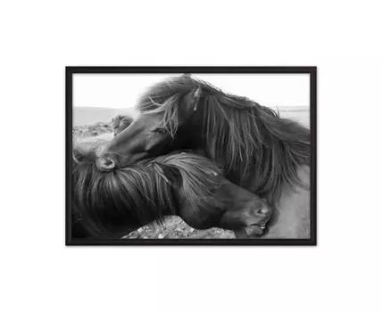 Постер в рамке Лошади Исландии 50х70 см (белый, черный, 70)