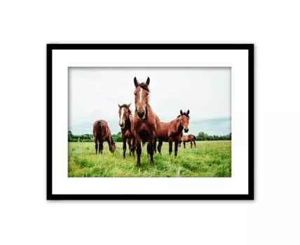 Постер в рамке Лошади на лугу
