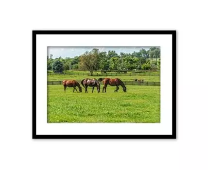 Постер в рамке Лошади на прогулке