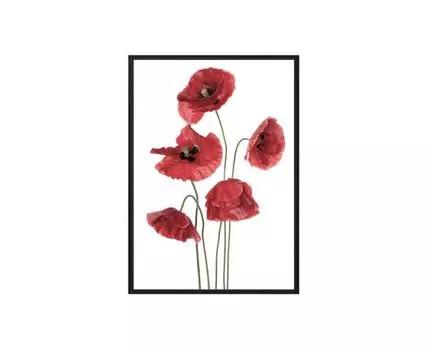 Постер в рамке Маки 40х60 см (белый, красный, 60)