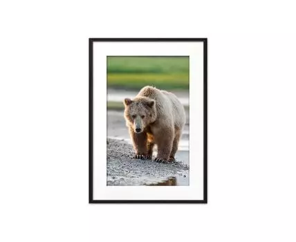 Постер в рамке Медведь 30х40 см (Бежевый, 40)