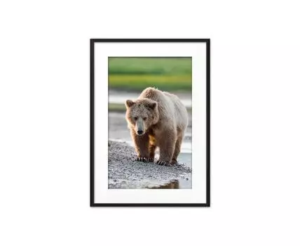Постер в рамке Медведь 50х70 см (Бежевый, 70)