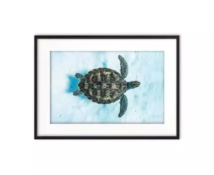 Постер в рамке Морская черепаха