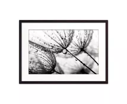 Постер в рамке Одуванчики 30х40 см (черный, белый, 40)