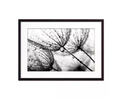 Постер в рамке Одуванчики 50х70 см (черный, белый, 70)