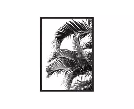 Постер в рамке Пальмовые листья 50х70 см (черный, белый, 70)