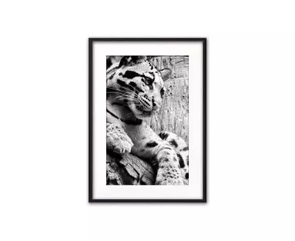 Постер в рамке Пума 30х40 см (черный, белый, 40)