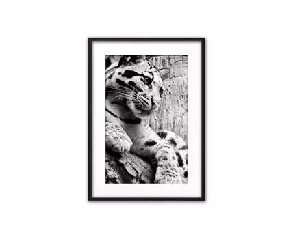 Постер в рамке Пума 50х70 см (черный, белый, 70)