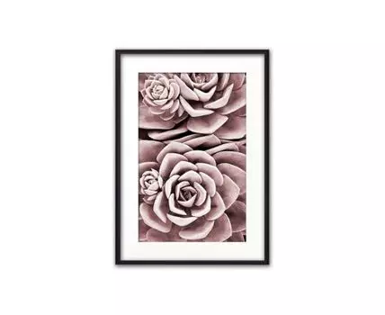Постер в рамке Розовый суккулент 50х70 см (Розовый, 70)