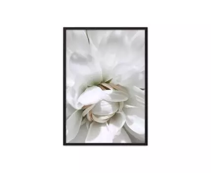 Постер в рамке Сердце астры 40х60 см (белый, черный, 60)