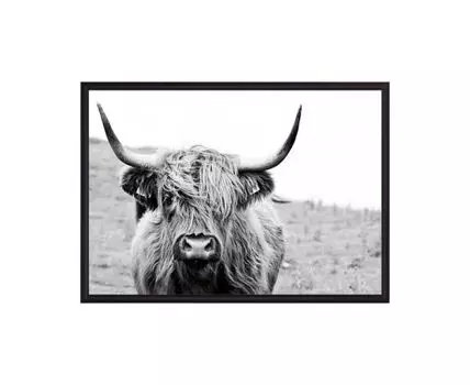 Постер в рамке Шотландская корова 30х40 см (белый, коричневый, 40)