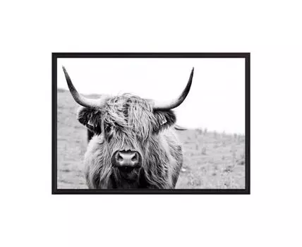 Постер в рамке Шотландская корова 50х70 см (белый, коричневый, 70)