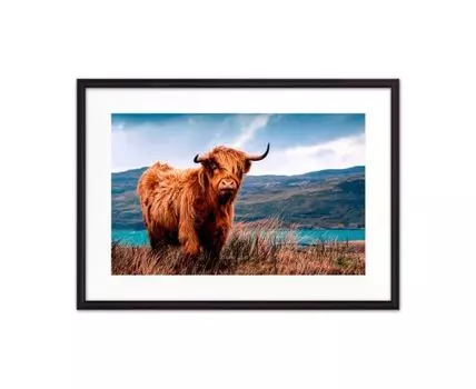 Постер в рамке Шотландский бык 2