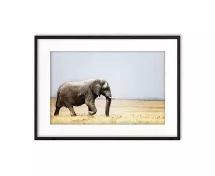 Постер в рамке Слон
