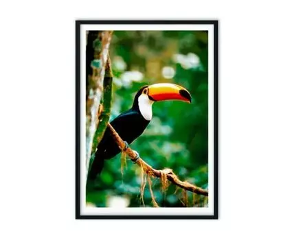 Постер в рамке Тукан