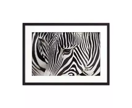 Постер в рамке Зебры 40х60 см (белый, черный, 60)