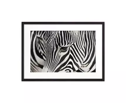 Постер в рамке Зебры 50х70 см (белый, черный, 70)