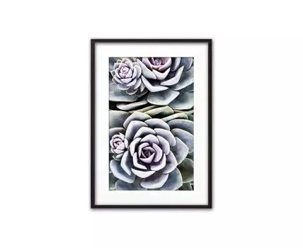 Постер в рамке Зеленый суккулент 40х60 см (Зеленый, 60)