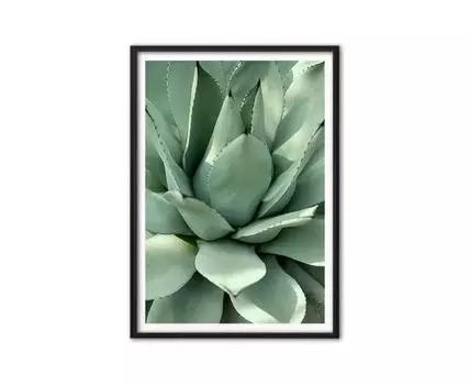 Постер Зеленый кактус