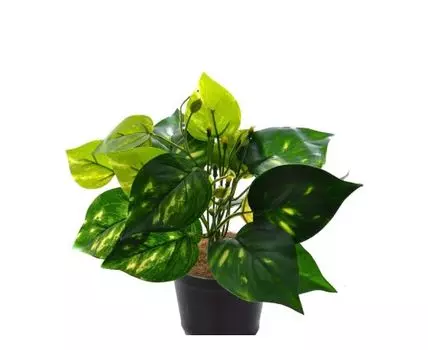 Потос Басти