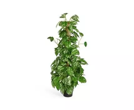 Потос куст на стволе