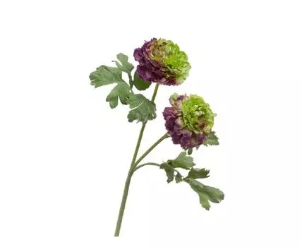 Ранункулус