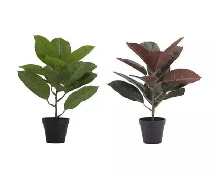 Растение Алоказия