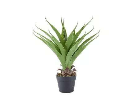 Растение декоративное Алоэ