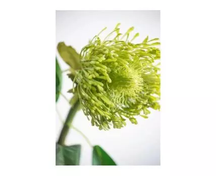 Растение декоративное Цветок (Зеленый, 12,7)