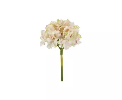 Растение декоративное Гортензия