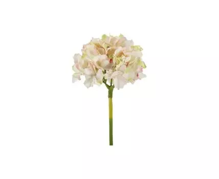 Растение декоративное Гортензия