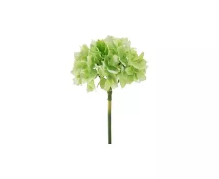 Растение декоративное Гортензия