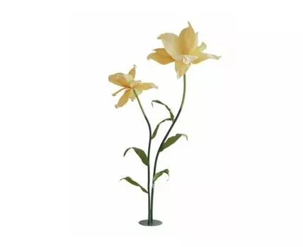 Растение декоративное Ирис