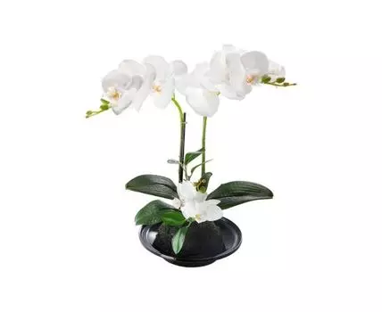 Растение декоративное Орхидея