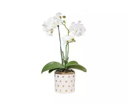 Растение декоративное Орхидея