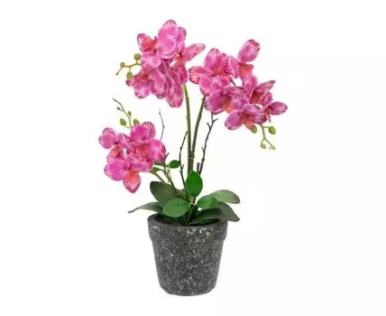 Растение декоративное Орхидея