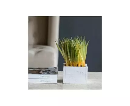 Растение декоративное Трава