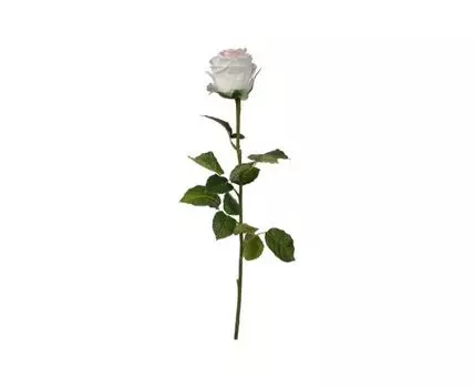 Растение Роза