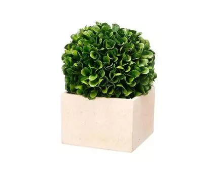 Растение Самшит