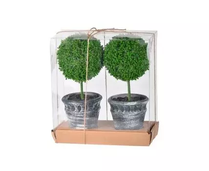 Растение Самшит