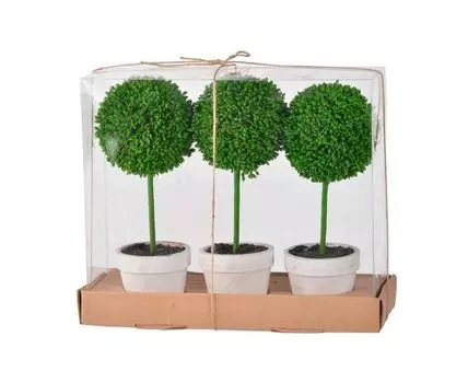 Растение Самшит