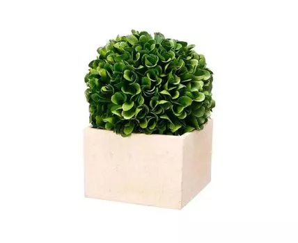 Растение Самшит (зеленый, бежевый, 14)