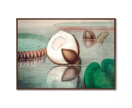 Репродукция картины на холсте Form of a gigantic water lily, 1870г. (мультиколор, 105)