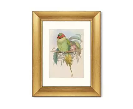 Репродукция картины в раме Bonaparte s Parakeet, 1850г. (золотистый, 40,5)